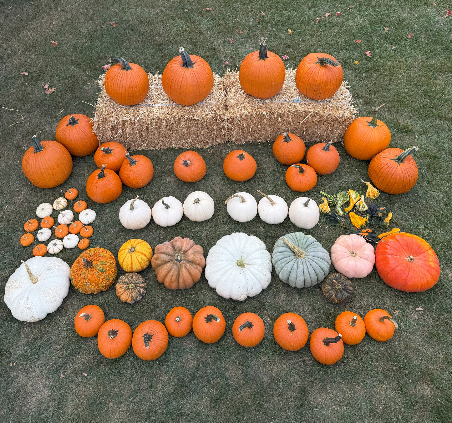 Package 2: Pumpkin Paradise